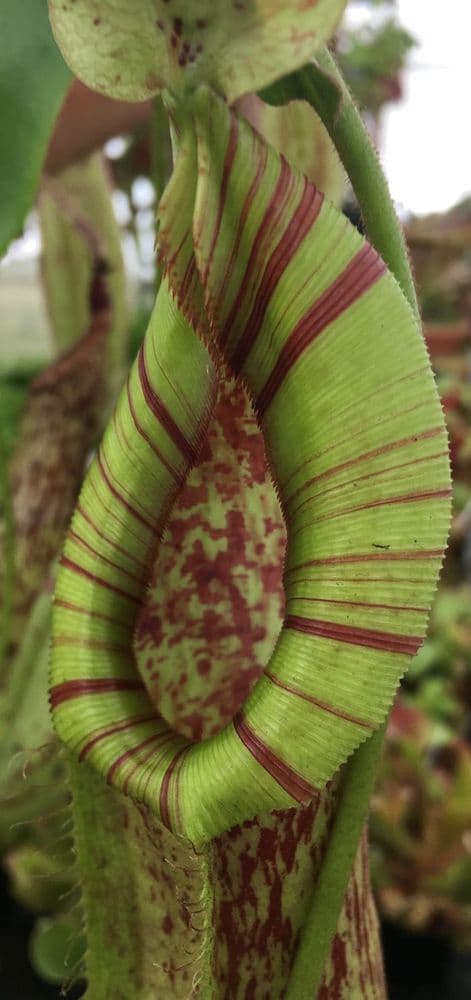 NC003 Nepenthes CV Mojito hanging basket