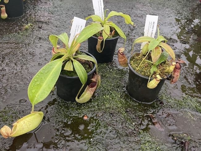 NCD002 Nepenthes collection 3