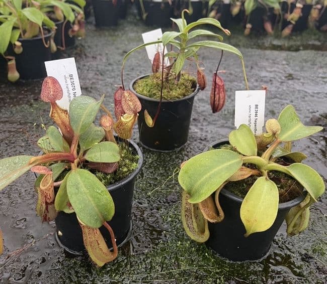 NCD007 Nepenthes collection 3