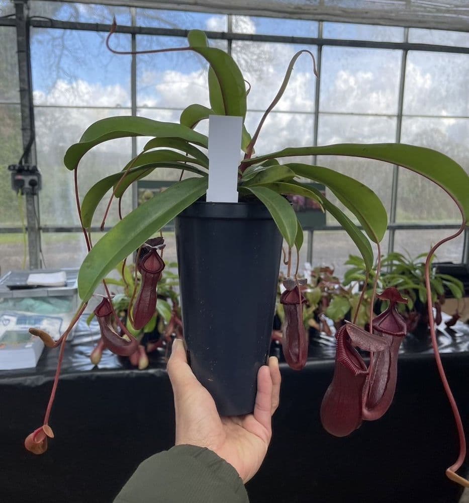 Nepenthes 'Bill Bailey' Long Tom