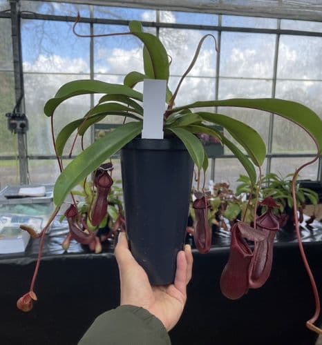 Nepenthes 'Bill Bailey' Long Tom