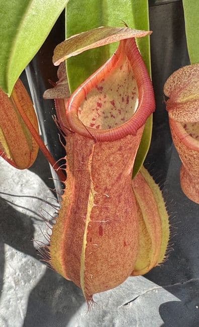 Nepenthes cv Linda Long Tom