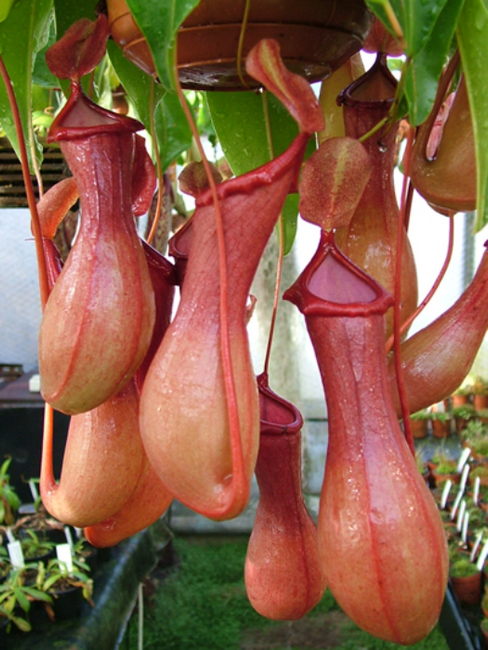 N.x ventrata Specimen| Nepenthes Monkey Cup