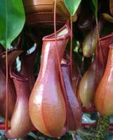 N.x ventrata Specimen| Nepenthes Monkey Cup