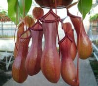 N.x ventrata Specimen| Nepenthes Monkey Cup