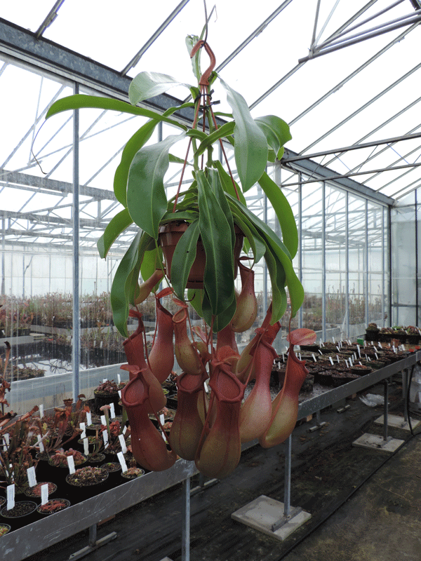 N.x ventrata Specimen| Nepenthes Monkey Cup