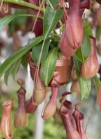 N.x ventrata Specimen| Nepenthes Monkey Cup