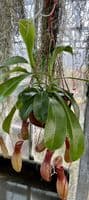 N.x ventrata Specimen| Nepenthes Monkey Cup