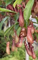N.x ventrata Specimen| Nepenthes Monkey Cup