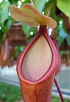 N.x ventrata Specimen| Nepenthes Monkey Cup