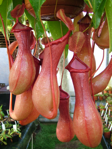 NH002 N.x ventrata Specimen in a hanging basket