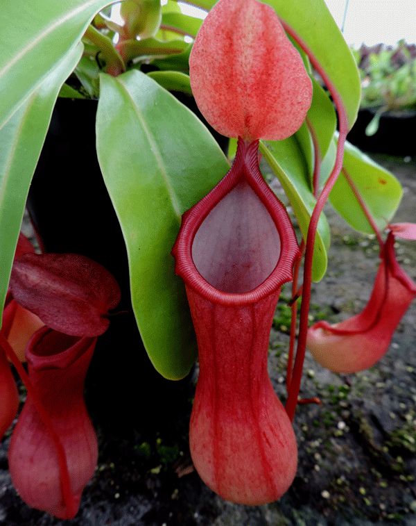 NH003 Nepenthes x ventrata long tom