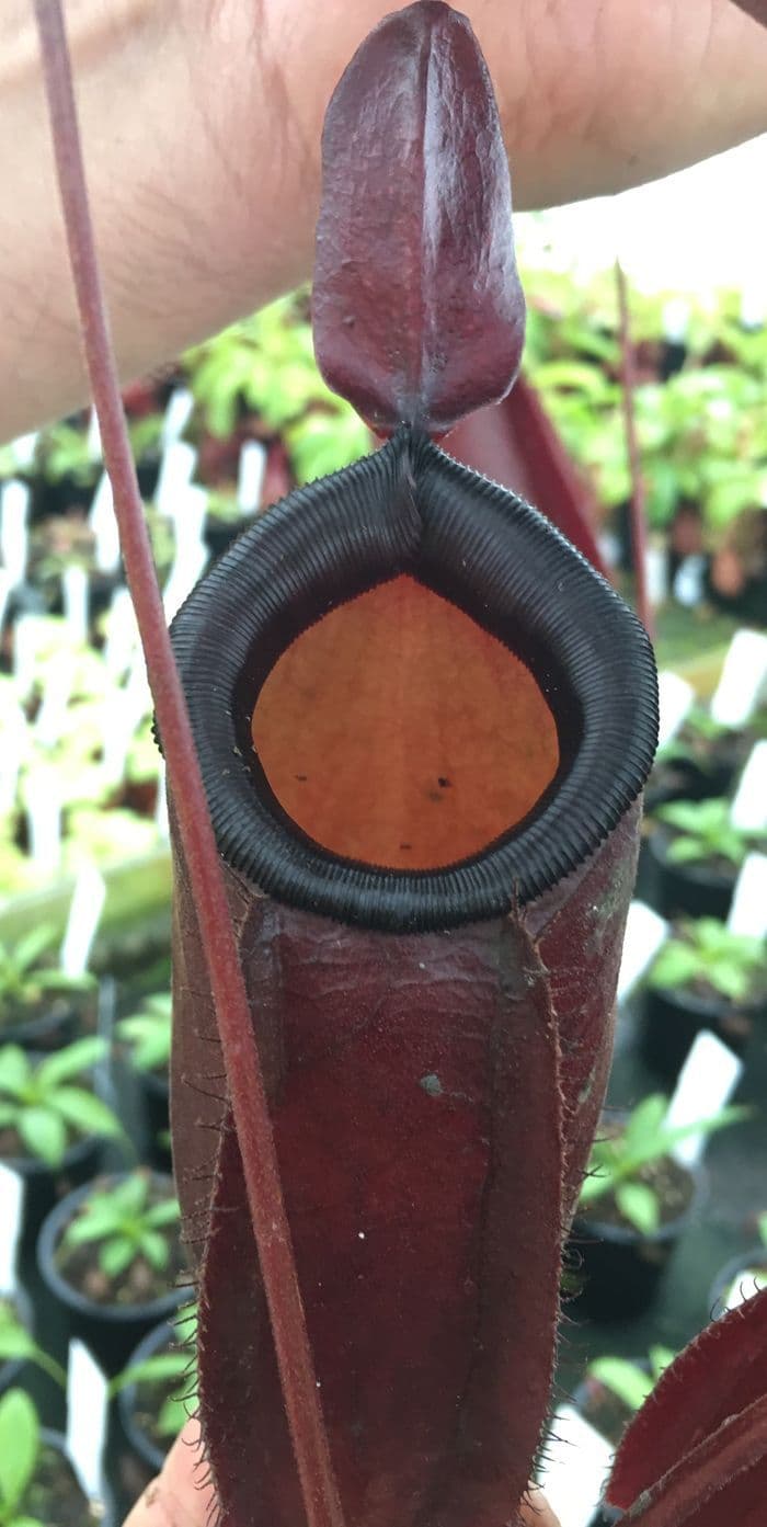 NMC002 N Dark Secret XL