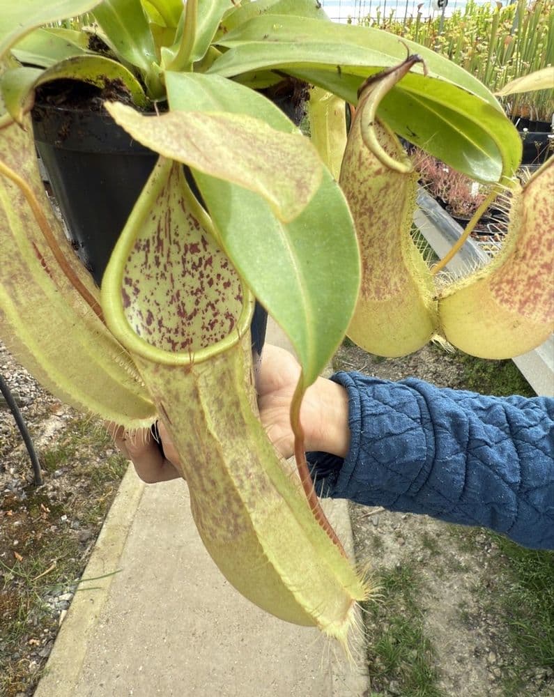 NMC007 Nepenthes x Louisa Long Tom