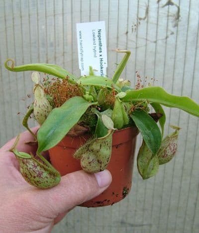 NMC011 Nepenthes x Hookeriana
