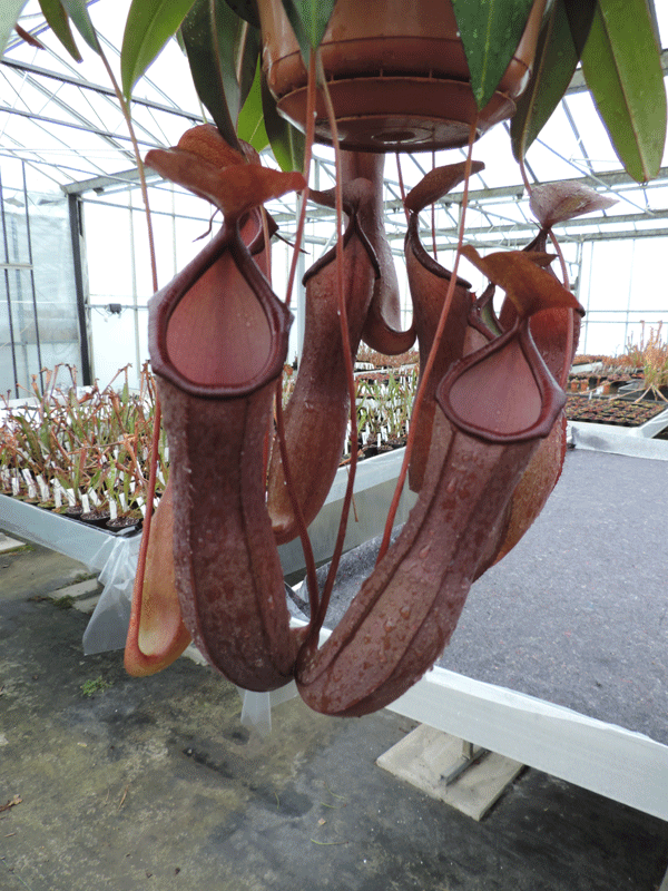 Nepenthes cv Rebecca Soper | Nepenthes Monkey Cup