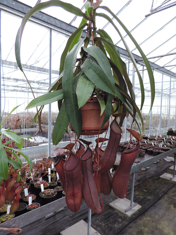 Nepenthes cv Rebecca Soper | Nepenthes Monkey Cup