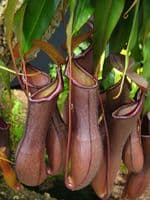 Nepenthes cv Rebecca Soper | Nepenthes Monkey Cup