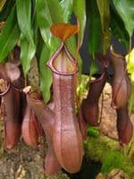 Nepenthes cv Rebecca Soper | Nepenthes Monkey Cup