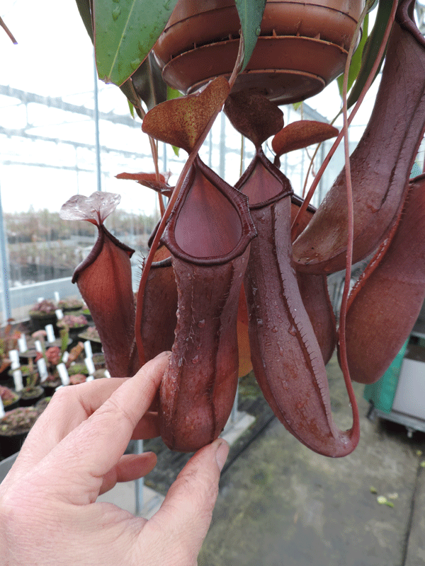 Nepenthes cv Rebecca Soper | Nepenthes Monkey Cup