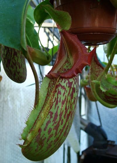 NMC046 N.veitchii x N.maxima
