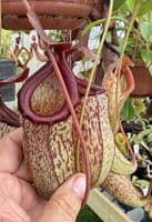 NM061 N.ventricosa x N.talangensis MEDIUM