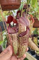 NM061 N.ventricosa x N.talangensis MEDIUM