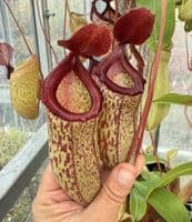 NM061 N.ventricosa x N.talangensis MEDIUM