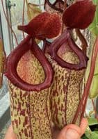 NM061 N.ventricosa x N.talangensis MEDIUM