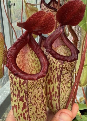 NMC062 Nepenthes talangensis x ventricosa hanging basket