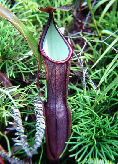 NMC065 N.ramispina