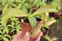 NMC067 N. cv Miranda