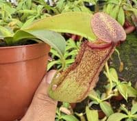 NMC067 N. cv Miranda