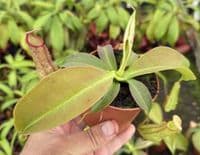 NMC067 N. cv Miranda