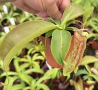 NMC067 N. cv Miranda