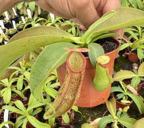 NMC067 N. cv Miranda