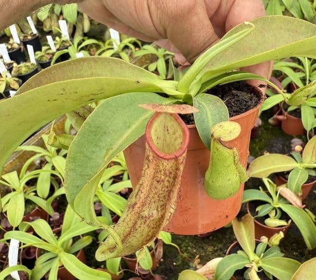 NMC067 N. cv Miranda