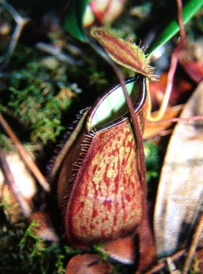 NMC070 Nepenthes tentaculata