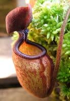 NMC077 Nepenthes argentii