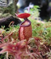 NMC077 Nepenthes argentii