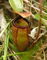 NMC077 Nepenthes argentii