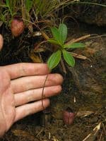 NMC077 Nepenthes argentii