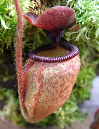 NMC077 Nepenthes argentii