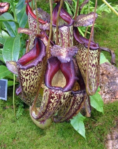 NMC080 Nepenthes x Lady Pauline