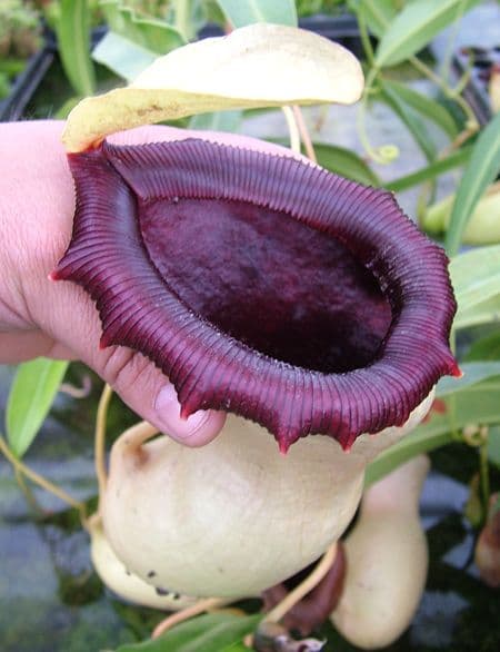 Nepenthes ventricosa 在来 Nepenthes ventricosa (JB x MT), CAR-0254 – Carnivero