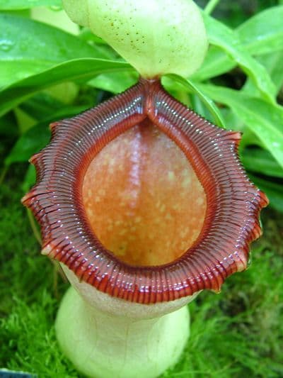 Nepenthes ventricosa 在来 Nepenthes ventricosa (JB x MT), CAR-0254 – Carnivero