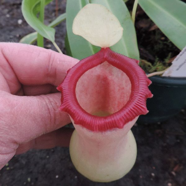 Nepenthes ventricosa 在来 NMC086 Nepenthes ventricosa