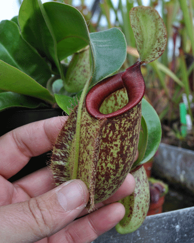 NMC089 N.x Hookeriana Large