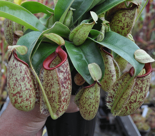 NMC089 N.x Hookeriana Large