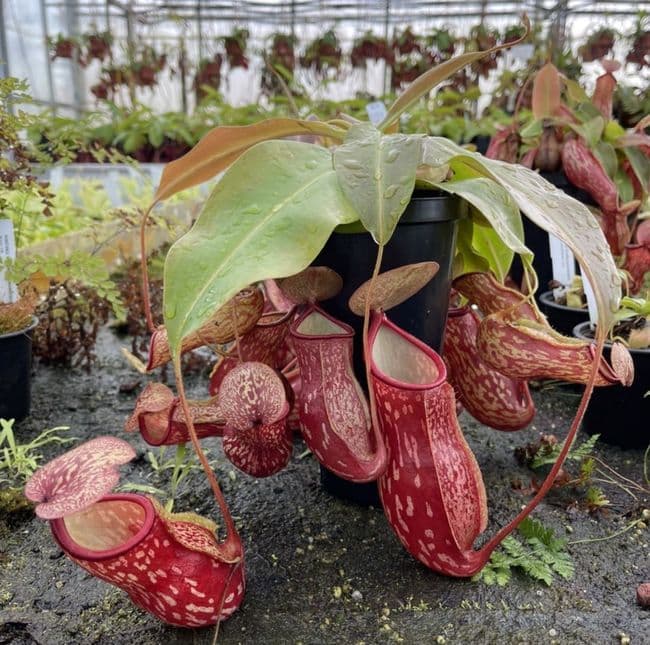 NMC144 Nepenthes gaya Long Tom